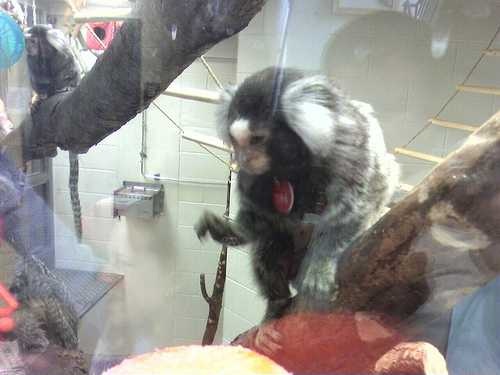 image of marmoset