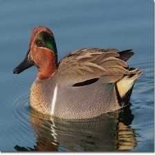 image of teal_duck