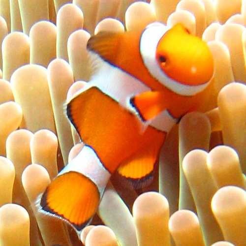 anemone_fish