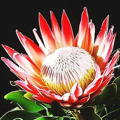 image of king_protea