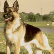 german_sheperd