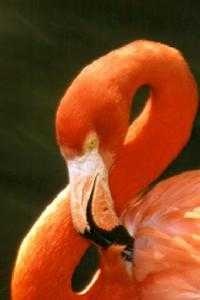 flamingo_head