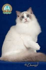 image of ragdoll