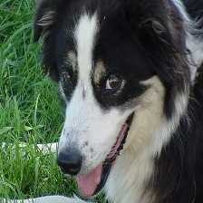 image of border_collie