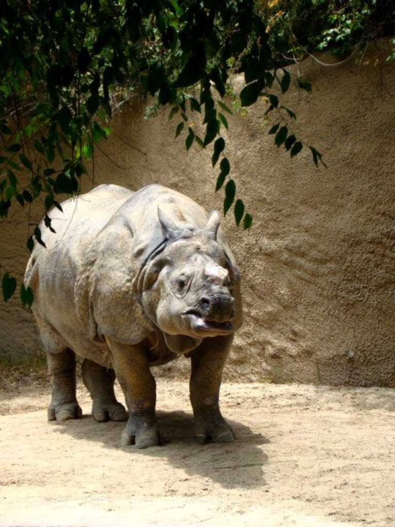 Rhinoceros image classifcation dataset for machine learning