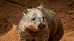 image of wombat