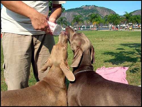 weimaraner