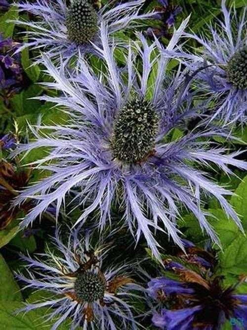 alpine_sea_holly