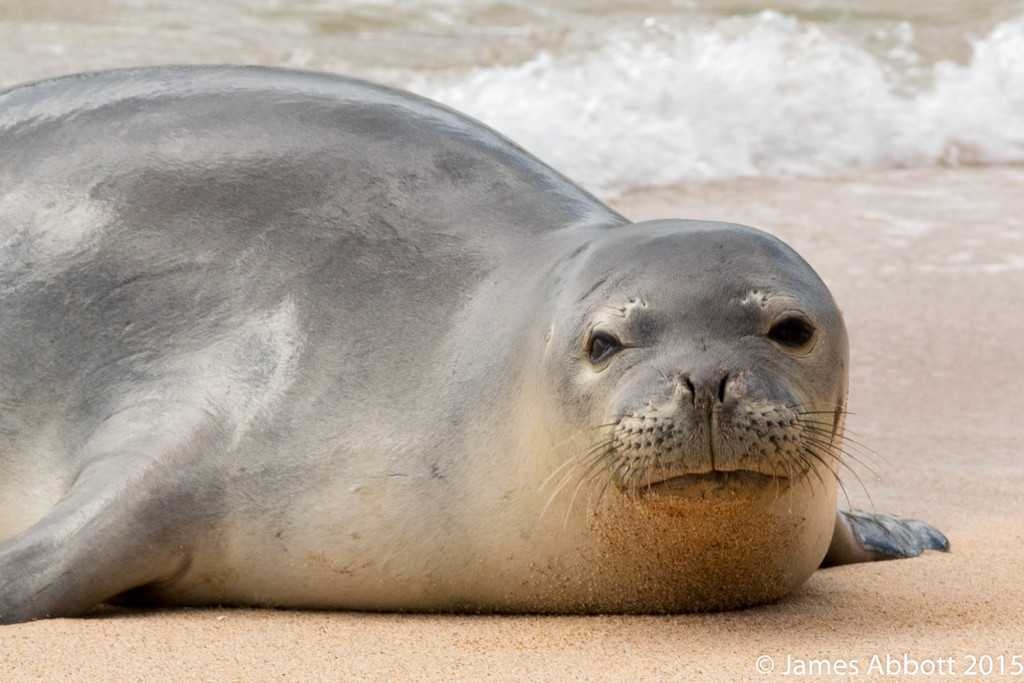 Harbor seal image classifcation dataset for machine learning