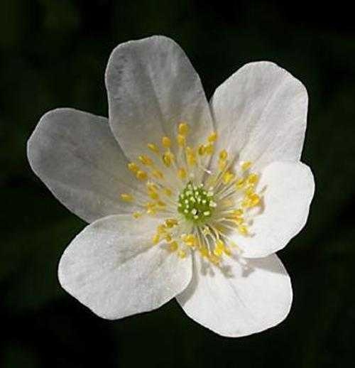 image of windflower