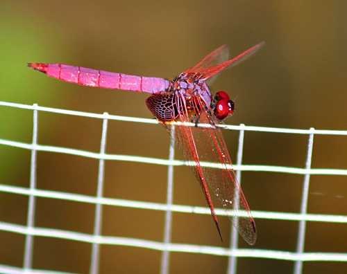 Dragonfly image classifcation dataset for machine learning