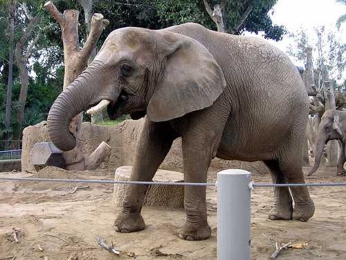 image of african_elephant