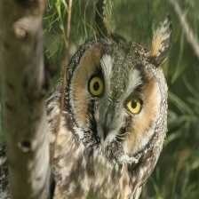 long_eared_owl