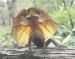 image of frilled_lizard