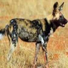 african_wild_dog