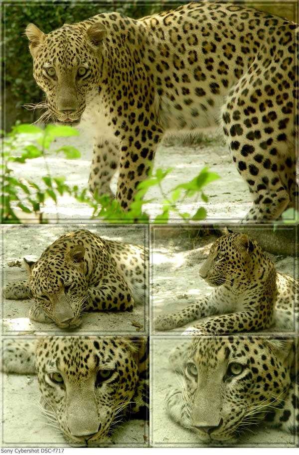 Leopard labeled image dataset images.cv