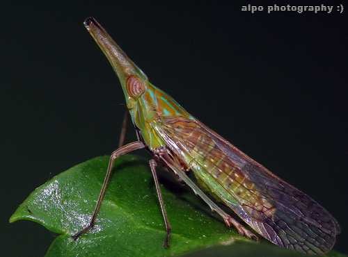 Leafhopper image classifcation dataset for machine learning