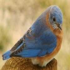 image of eastern_bluebird