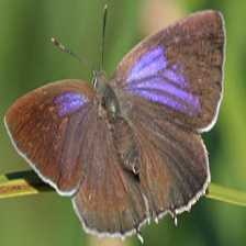 hairstreak