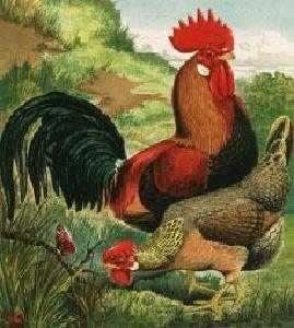 image of rooster