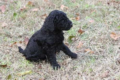 standard_poodle