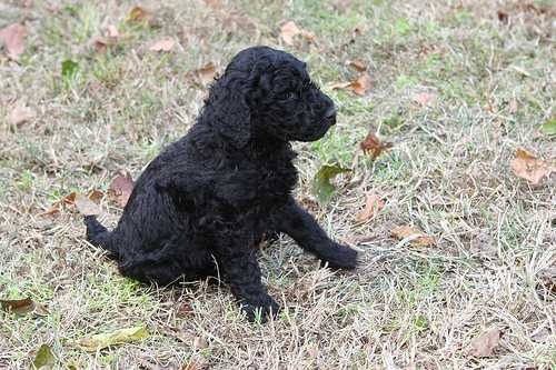 image of standard_poodle