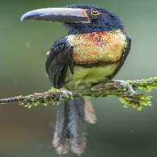 image of collared_aracari