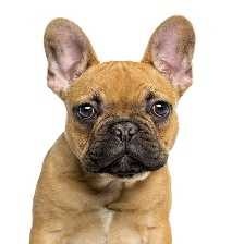 image of french_bulldog