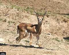 image of gazelle