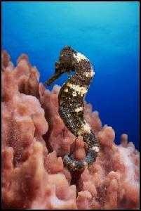 Sea horse image classifcation dataset for machine learning