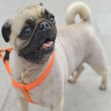 image of pug