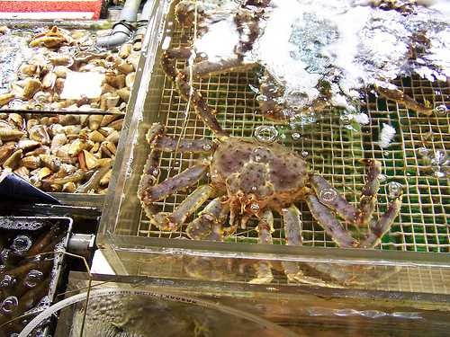 king_crab