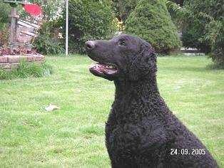 curly_coated_retriever