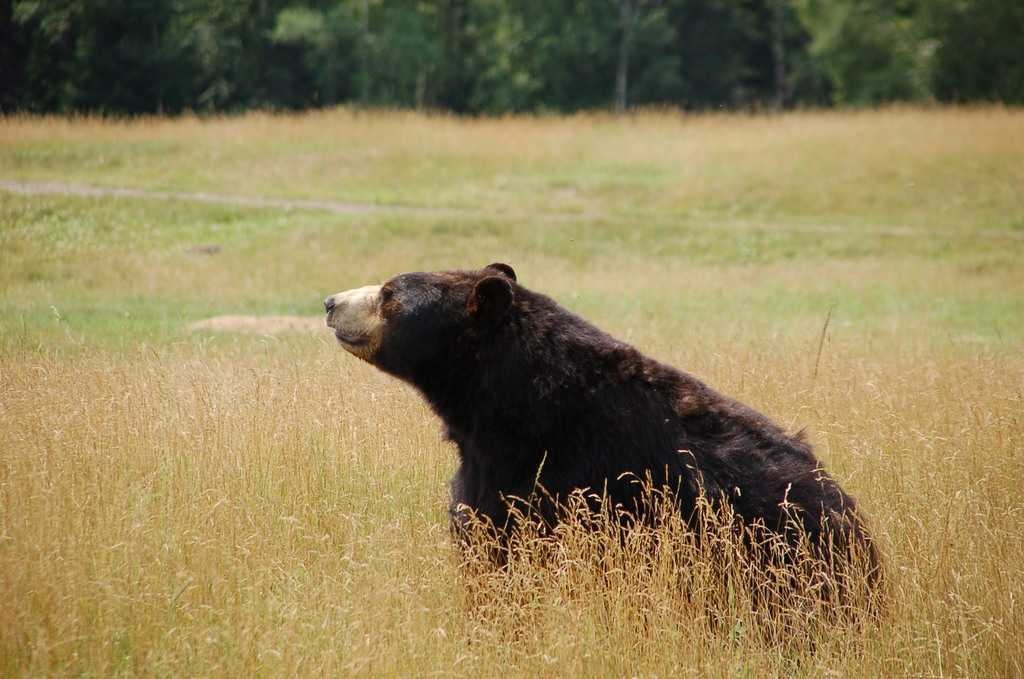 image of brown_bear