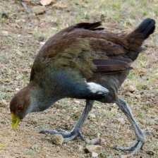 image of tasmanian_hen