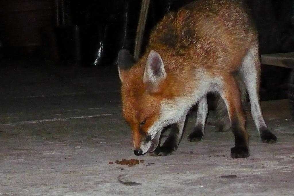 Fox Labeled Image Dataset | images.cv