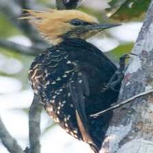 image of blonde_crested_woodpecker