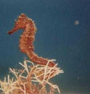Sea horse image classifcation dataset for machine learning