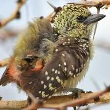 d_arnauds_barbet