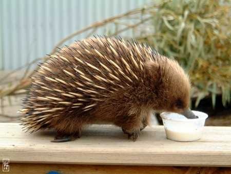 Echidna image classifcation dataset for machine learning
