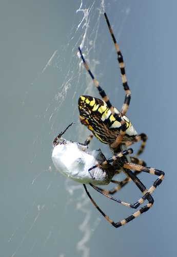 black_and_gold_garden_spider