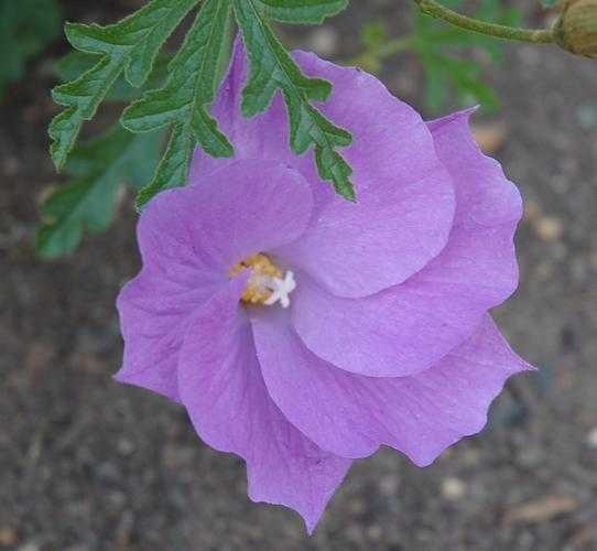 pelargonium