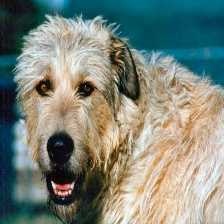 image of irish_wolfhound