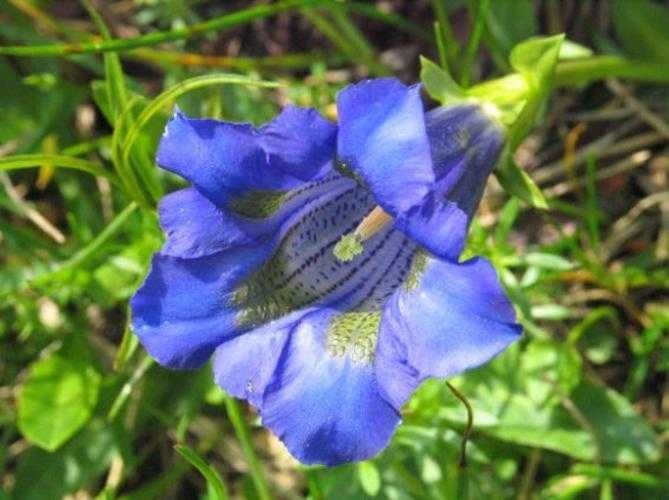 image of stemless_gentian