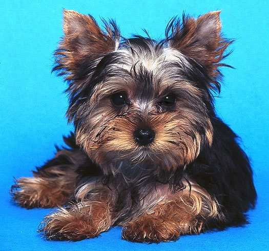 Yorkshire terrier image classifcation dataset for machine learning