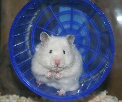 Hamster image classifcation dataset for machine learning