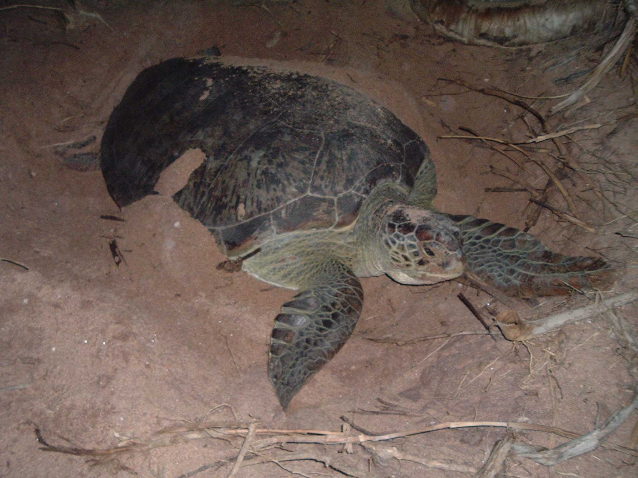 image of leatherback_turtle