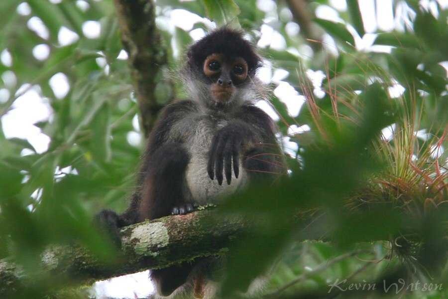 image of spider_monkey