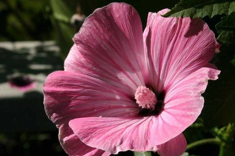 image of tree_mallow