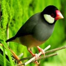 image of java_sparrow